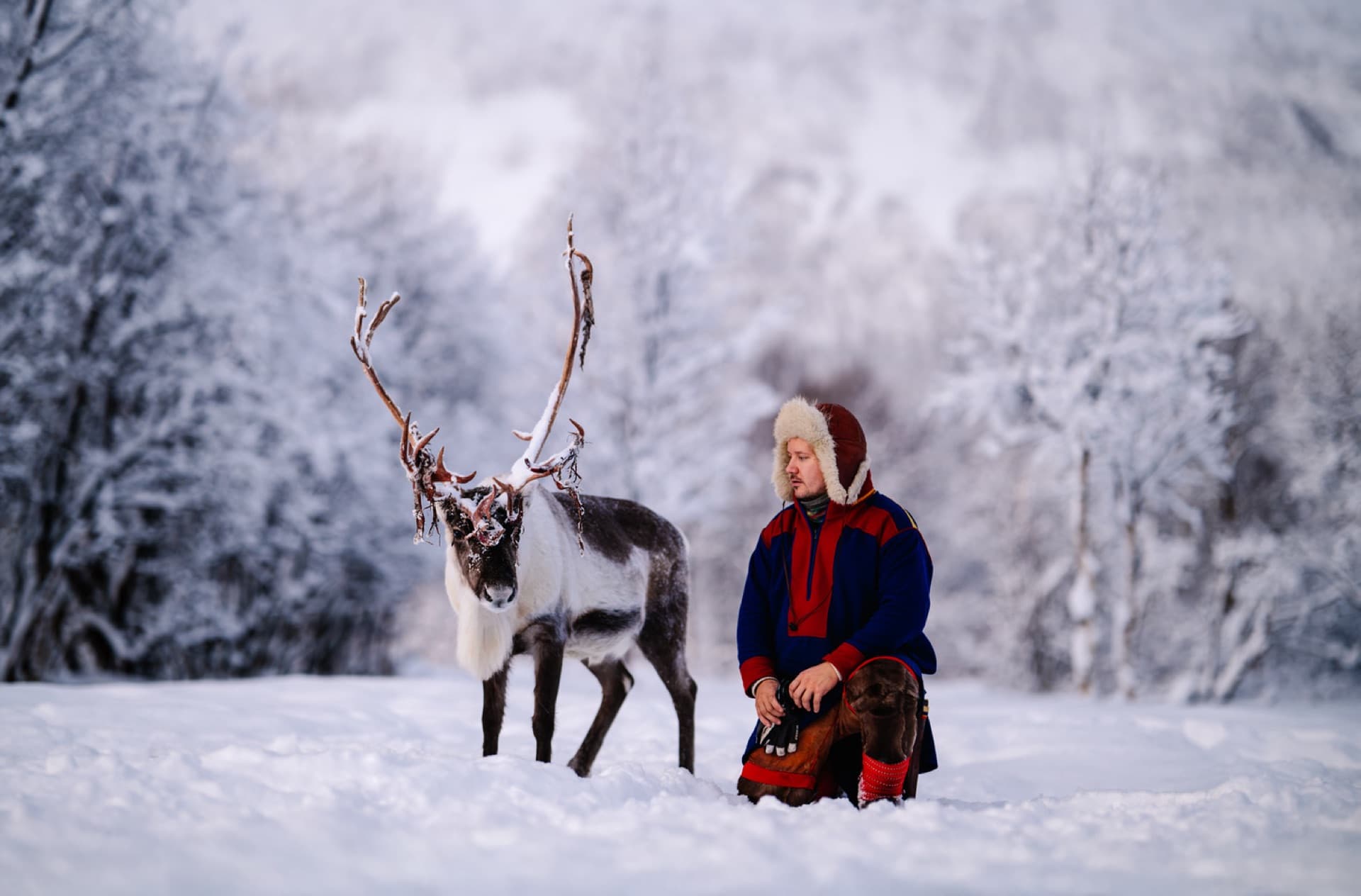 Sami guide kneeling with reindeer in snowy Arctic forest